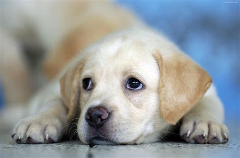 Sweet dog - Sweetdogs Hundepension Saksmosevej 17, 7300 Jelling Tlf: 50870911 CVR: 20200146 Fri fragt over 499,-Vi tager imod: